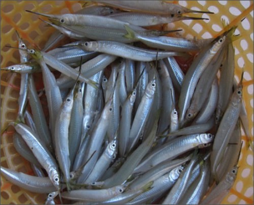 Cá nhái có nhiều ở vùng biển Phú Yên có đặc điểm riêng với thân hình tròn to, dài như con chình biển, da trơn màu nâu đen, thịt trắng chắc, xương có màu xanh. Thịt cá nhái được xem là món đặc sản bởi nó thơm ngon, ít.